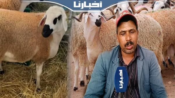 أجي تعرف علاش النعجة ثمنها رخيص على الكبش وخا العلف غالي